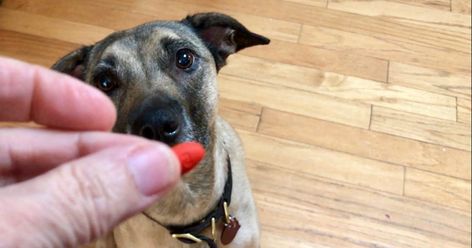 How I TRAINED My Dog to Take a Pill Spray Cheese, A Pill, Yorkie Poo, Train Your Dog, How To Train, Dog Training Tips, How To Train Your, Find Recipes, Training Your Dog