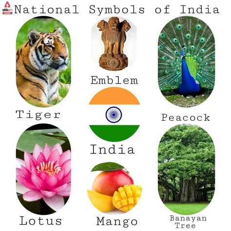 Indian National Animal, India Symbols Art, India National Symbol, National Symbols Of India For Kids Craft, National Symbols Of India Worksheet, National Symbols Of India For Kids, Nationality Worksheet, Indian National Symbols, National Animal Of India