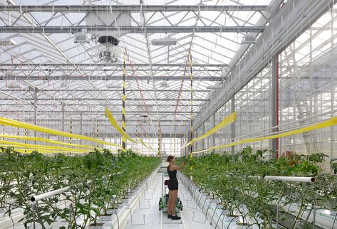 Greenhouse Construction, Agriculture Projects, House Redesign, Arch Architecture, Urban Farmer, Vertical Farming, Urban Agriculture, London House, Research Center