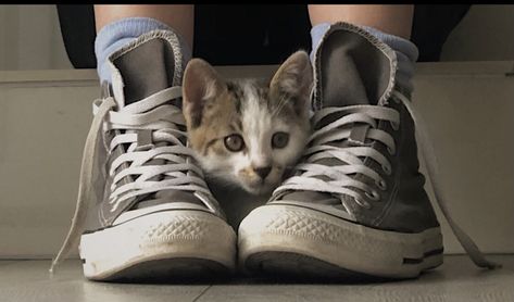 Converse cat Cat Converse, Cat Pp, Animal References, Converse Sneaker, Converse, Sneakers, Animals, Quick Saves, Black