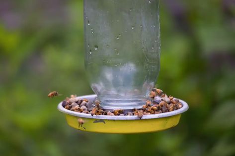 You can buy many bee feeders, but there’s something rewarding about making your own. Thankfully, making a bee feeder is also simple and easy. So, here’s how to make a bee feeder! Bee Feeder Diy, Bee Syrup, How To Keep Bees, Sugar Water For Hummingbirds, Getting Rid Of Bees, Bee Feeder, Keeping Bees, Bee Activities, Bird Facts