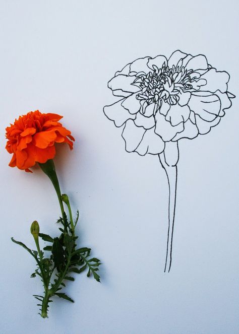 Marigold Sketch, Marigold Drawing, Marigold Embroidery, Live Slowly, Marigold Tattoo, Contour Line Drawing, Wildflower Drawing, Bow Art, Folk Art Flowers