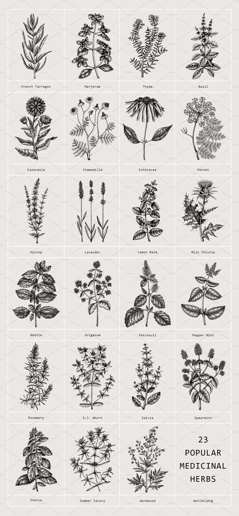 23 Garden Herbs. Vectors Collection | Design by  Jalon Clough Herbs Art Botanical Prints, Herb Bunch Tattoo, Medicinal Herb Tattoo, Dried Herbs Tattoo, Patchouli Flower Tattoo, Witch Herbs Tattoo, Tarragon Tattoo, Witchy Herb Tattoo, Herbal Tattoo Sleeve