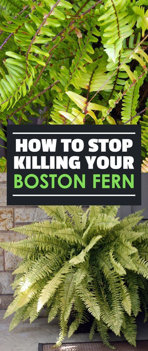 The lush, deep green fronds of the Boston fern can really bring color to your home, inside and outside. Learn all about them with our growing guide! Fern Planters, Indoor Ferns, Potted Ferns, Ferns Care, Ferns Garden, Boston Fern, Home Inside, Uk Garden, Indoor Plant Care