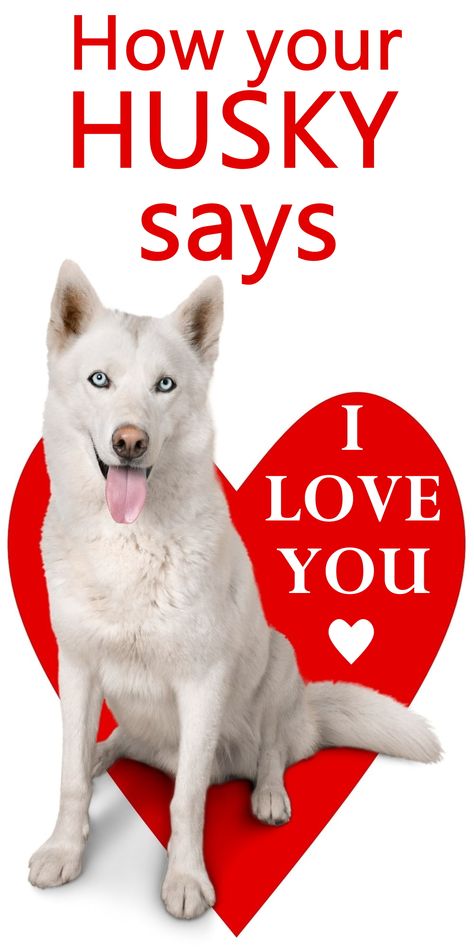 Huskies Talking, Husky Jokes, Happy Birthday Husband Funny, Husky Care, White Siberian Husky Puppy, Husky Quotes, Husky Facts, Siberian Husky Facts, Siberian Husky Funny