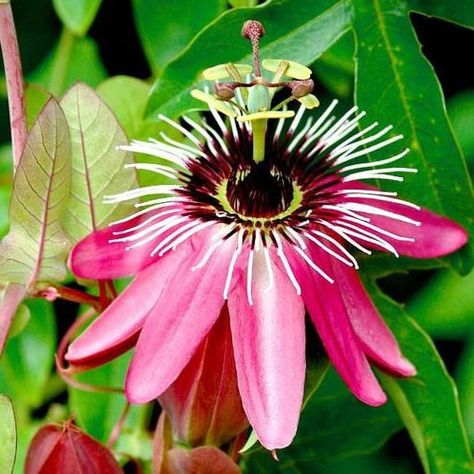 Fleurs exotiques : la liste des 20 plus belles plantes exotiques ! Rare Roses, Desert Flowers, Hippie Life, Rare Flowers, Passion Flower, Exotic Plants, Exotic Flowers, Flowers Nature, Tropical Flowers