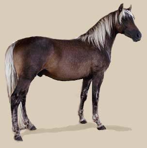 The Silver Dapple Morgans Project Silver Bay Horse, Roan Horse, Horse Colours, Morgan Horses, Tennessee Walking Horse, Silver Bay, Anatomy References, Gorgeous Horses, Horse Coats