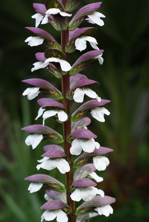 Acanthus Mollis Acanthus Mollis, Drought Resistant Plants, European Garden, Butterfly Plants, Cottage Garden Plants, Moon Garden, Native Garden, Pretty Plants, Landscaping Plants