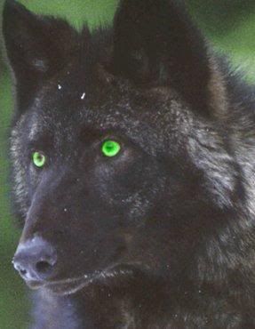 Wolf Eyes  | black wolf w/ green eyes Alpha Wolf Tattoo, Alpha Wolf Art, Wolf Eyes, Alpha Wolf, Wolf Spirit Animal, Wolf Love, Wolf Pictures, Wolf Tattoos, Wolf Tattoo