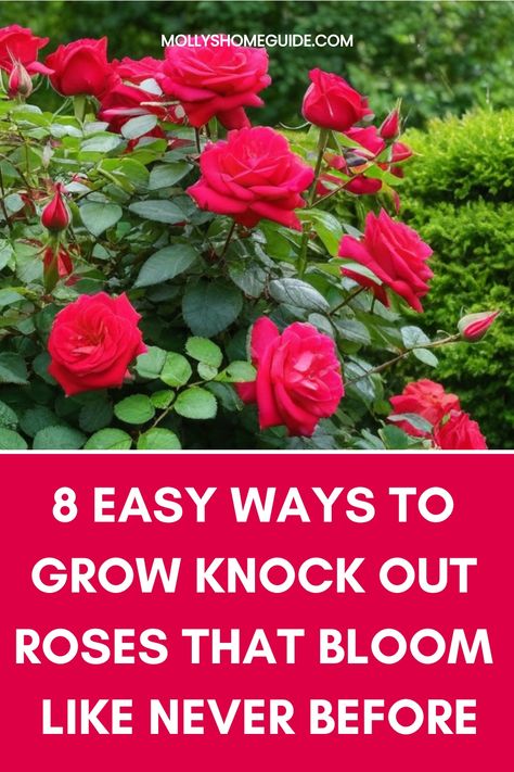 Looking to enhance your garden with beautiful knock out roses? Learn the best techniques on how to grow knock out roses successfully. Discover expert tips and tricks for planting, watering, pruning, and caring for these vibrant flowers. Transform your outdoor space with stunning blooms that will brighten up any landscape. Whether you're a beginner or experienced gardener, this step-by-step guide will help you cultivate healthy and thriving knock out roses in no time! When To Trim Rose Bushes, Knock Out Roses Care, How To Care For Roses, Roses Garden Ideas, Trim Rose Bushes, How To Plant Roses, Pruning Knockout Roses, Transplanting Roses, When To Prune Roses