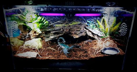 Desert Enclosure Ideas, Scorpion Enclosure Setup, Asian Forest Scorpion Enclosure, Tarantula Enclosure Ideas Terrestrial, Scorpion Habitat, Scorpion Terrarium, Scorpion Enclosure, Reptile Enrichment, Tarantula Enclosure