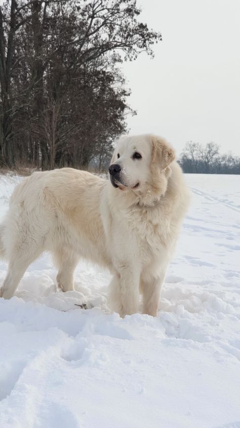 Golden Pyrenees, Dog Mansion, Dog Tumblr, Livestock Guardian Dog, Great Pyrenees Dog, Very Cute Dogs, Really Cute Dogs, Puppies And Kitties, Horses And Dogs