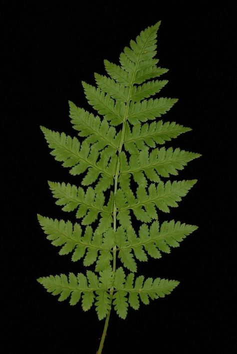 Dryopteris carthusiana (Shield Fern, Spinulose Wood Fern, Toothed Wood Fern, Wood Fern) | North Carolina Extension Gardener Plant Toolbox Leatherleaf Fern, Cinnamon Fern, Plant Reference, Forest Fern, Wood Fern, Shade Garden Design, Fern Flower, Soil Texture, Plant Wishlist