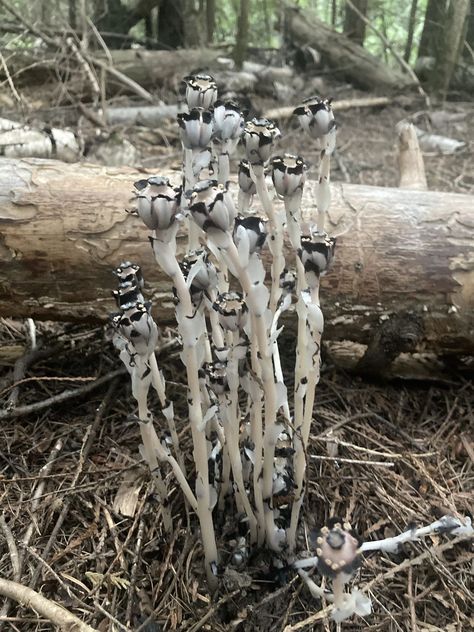 Monotropa uniflora, common names include ghost plant, ghost pipe, Indian pipe, spirit plant Monotropa Uniflora, Ghost Pipe, Ghost Plant, Common Names, The Pacific Northwest, The Ghost, The Pacific, Holistic Health, Pacific Northwest