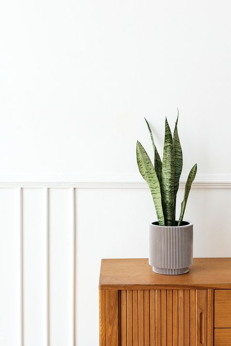 Snake Plant Decor, Room Mid Century Modern, Oak Wood Texture, Indoor Plants Styling, Plant Decoration, Wooden Cabinet, Mid Century Modern Interiors, Plant Photography, Plant Aesthetic