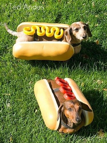 Hot Dog Bun, Pet Halloween Costumes, Funny Dachshund, Weenie Dogs, Dog Halloween Costumes, Dachshund Puppies, Dog Costumes, Weiner Dog, Wiener Dog