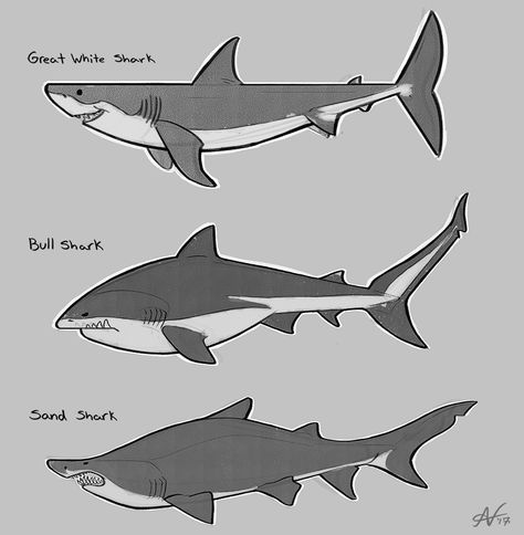 Funny Shark Pictures, Shark Jokes, Sea Creatures Drawing, Witty Humor, Types Of Sharks, Sea Creatures Art, Shark Facts, Funny Shark, Shark Drawing