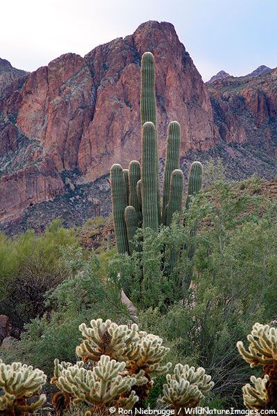 Tonto National Forest. → For more, please visit me at: www.facebook.com/jolly.ollie.77 Phoenix Arizona Photography, Cactus Forest, Arizona Beauty, Cholla Cactus, Desert Beauty, Arizona Photography, Arizona Landscape, Italy Painting, Desert Life