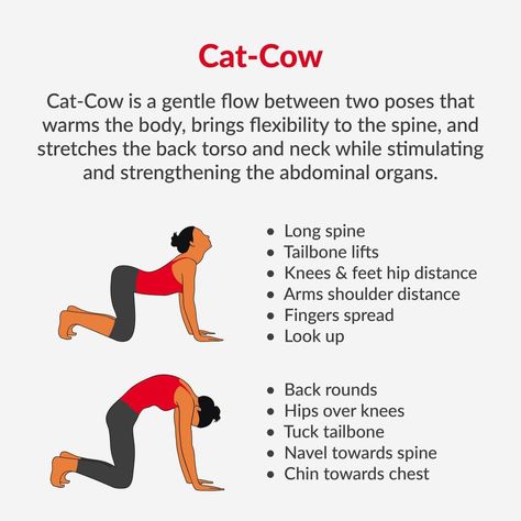 Cat Pose Yoga, Cow Yoga, Poses To Try, Cat Cow Pose, Cat Cow, Cow Cat, Cow Pose, Muscle Anatomy, Yoga Moves