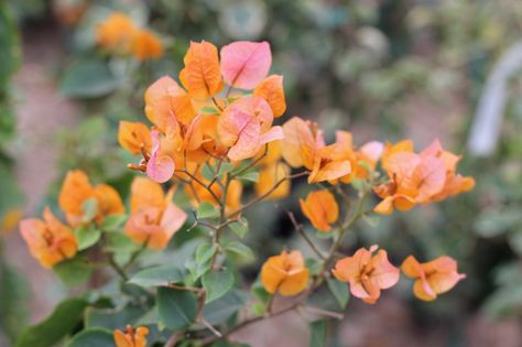 Peach bougainvillea: April - November in limited quantities $$$ Peach Bougainvillea, Flower Board, Peach Flowers, Bougainvillea, Open House, Orange, Plants, Flowers