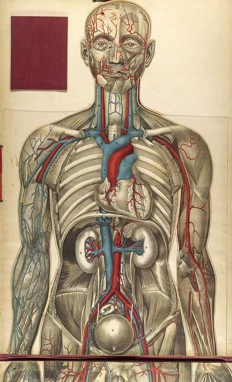 A gallery of historical anatomical drawing from the collections of the National Library of Medici Science And Nature Books, Human Body Anatomy, Human Anatomy Art, Aesthetic Wall Art, Medical Anatomy, Vintage Medical, Medical Art, Circulatory System, Body Anatomy