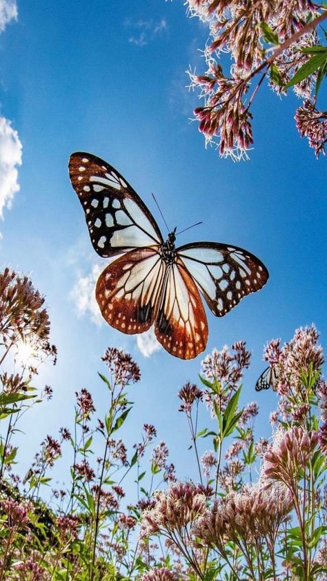 Brown butterfly Instagram Photo, Flowers, On Instagram, Instagram