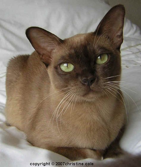 Burmese Burmese Cats, Burmese Kittens, Famous Cats, Tonkinese Cat, Cat Wallpapers, Burmese Cat, Photographie Inspo, Cat Funny, Nikko