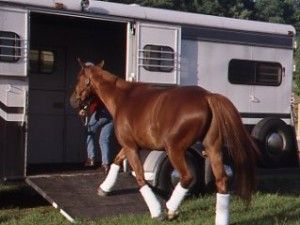 Basic Trailer Training Centered Riding, Horse Transport, Horseback Riding Tips, Sport Of Kings, Horse Trailers, Horse Trailer, Horse Training, Horse Care, How To Train