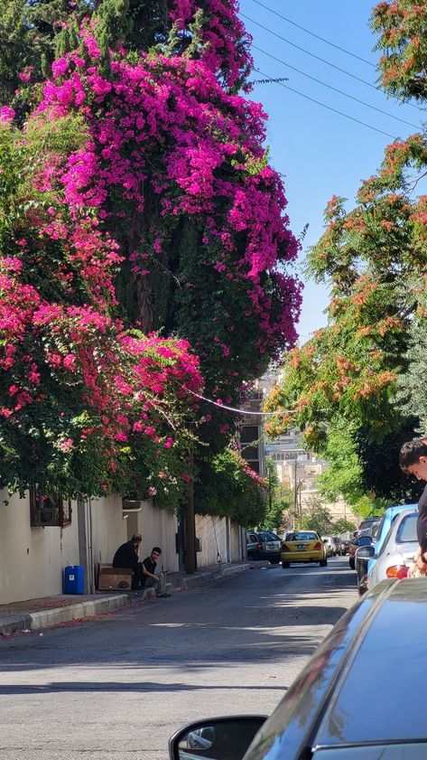 Flower Street Aesthetic, Jordan Amman Aesthetic, Amman Jordan Aesthetic, City Aesthetic Green, Amman Aesthetic, Old City Aesthetic, Levantine Aesthetic, Aesthetic Mediterranean, Street Flowers