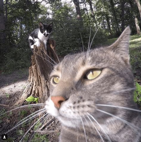 Manny, The 'Selfie Cat' Takes Impressive Photos of Himself With a GoPro Camera - I Can Has Cheezburger? Selfie Cat, Hate Cats, International Cat Day, Wolf Spirit Animal, Cat Selfie, Striped Cat, Gopro Camera, Camera Selfie, Silly Dogs