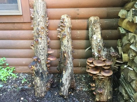 How to Grow Mushrooms Outside: Growing Mushrooms on Logs – Fungi Ally Mushroom Inoculation, Mushroom Logs, How To Grow Mushrooms, Mushroom Guide, Grow Mushrooms, Growing Mushrooms At Home, Mushroom Species, Plant Friends, Mushroom Grow Kit