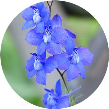 We compiled 41 blue flowers and their care instructions. Traditionally, an emblem of peace and calm, blue can bring some serenity to your backyard. Types Of Blue Flowers, Shade Annuals, Larkspur Flower, Trailing Flowers, Types Of Blue, Delphinium Flowers, Shade Flowers, Planting Hydrangeas, Cut Flower Garden