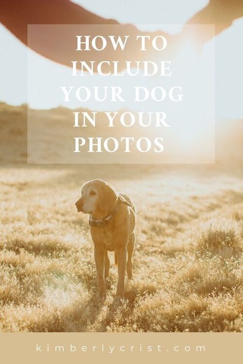 10 tips and tricks to include your dog in your photos Engagement Dog Photos, Couples With Dogs Photography, Couple With Dogs Photoshoot, Family Photo With Dog, When To Give Up, Fall Family Photo Outfits, Photos With Dog, Dog Photoshoot, Family Of 3