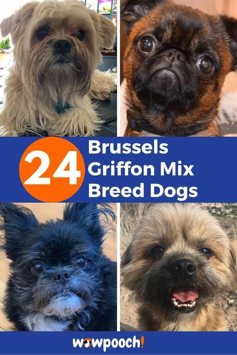 List Of Brussels Griffon mix Breed Dogs Brussels Griffon Short Hair, Brussels Griffin, Brussels Griffon Puppies, Brussel Griffon Dogs, Brussels Griffon Dog, Terrier Mix Breeds, Wirehaired Pointing Griffon, Papillon Mix, Schnauzer Mix