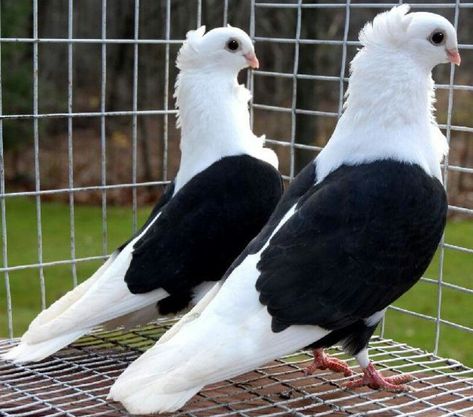 High Flying Pigeons, Jacobin Pigeon, Fantail Pigeon, Fancy Pigeon, Pigeon Loft Design, Pet Pigeon, Cute Pigeon, Pigeon Pictures, Pigeon Loft