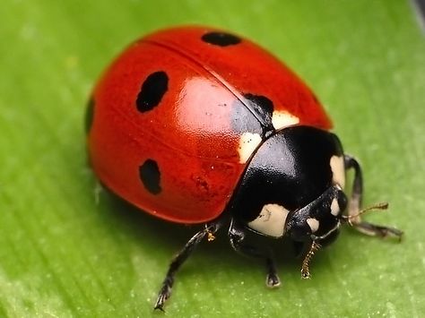 Ladybug Reference Photo, Ladybug Images, Ladybug Photos, Ladybug On Flower, Ladybug Photography, Duck Paintings, Pretty Insects, White Ladybug, Yellow Ladybug