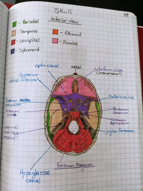 Skull Anatomy Study Notes, Skull Bones Anatomy Notes, Middle School Organization, Bone Anatomy, Drawing Planner, Anatomy Notes, Biology Diagrams, Clinical Chemistry, Skull Anatomy