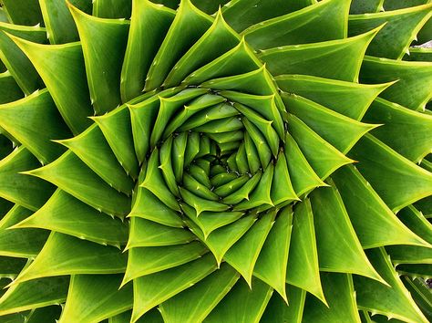 Green Spiral     Taken at the Auckland Botanic Gardens.  ---------------------------------- Aloe Polyphylla, Fractals In Nature, Courtyard Plants, Spirals In Nature, Geometry In Nature, Succulent Seeds, Fibonacci Sequence, Fibonacci Spiral, The Golden Ratio