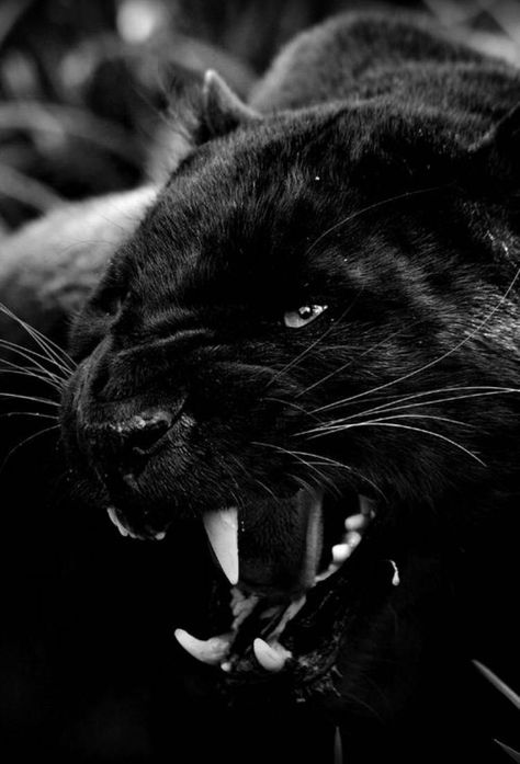 Black Panther Cat, Panther Cat, Black Jaguar, Black Panthers, Cat Family, A Black Cat, Cheetahs, Large Cats, Big Cat