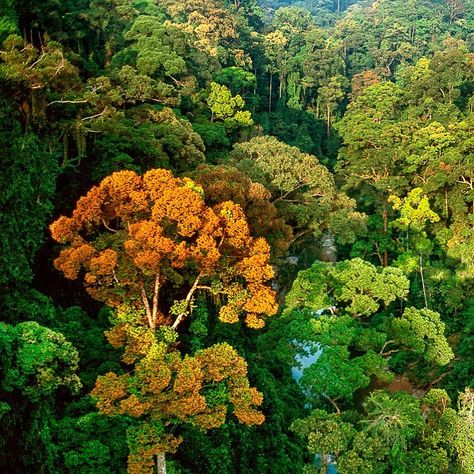 Photo by @FransLanting The forests of Borneo are as unique as those of the Amazon or the Congo Basin. In this aerial view you can see… Congo Basin, Amazon Rain Forest, Frans Lanting, Rain Forest, Amazon Rainforest, The Amazon, Aerial View, Trees, Forest