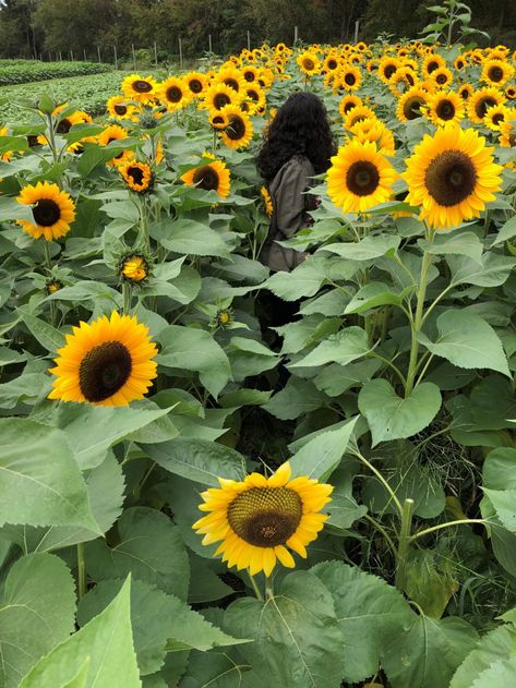 Sunflower Picking, Hay Maze, Sunflower Field Pictures, Field Pictures, Sunflower Farm, Orange Sherbert, Pony Rides, Sunflower Field, The Sunflower