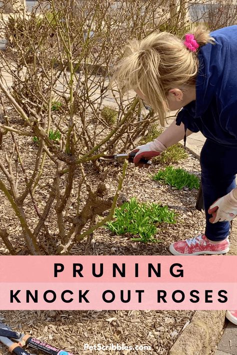 How To Prune Knockout Roses, Rose Bush Pruning, Pruning Knockout Roses In Spring, Rose Pruning Tips, When To Prune Knockout Roses, Trimming Rose Bushes, Knock Out Roses Care, Pruning Roses Spring, Knockout Roses In Landscaping