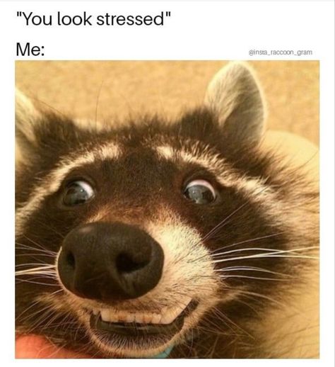 Funny Raccoon Pictures, Racoon Funny, Pet Raccoon, Raccoon Funny, Cute Raccoon, Trash Panda, Silly Animals, Racoon, Cute Memes