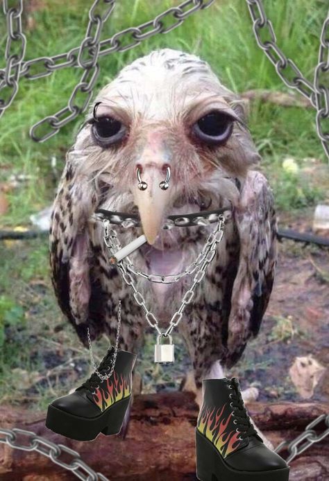 Owl Oc Art, Owl Character Design Human, Wet Owl, Owl Oc, Oregon Aesthetic, Goofy Goober, Flying Cat, Vulture Culture, Owl Pictures