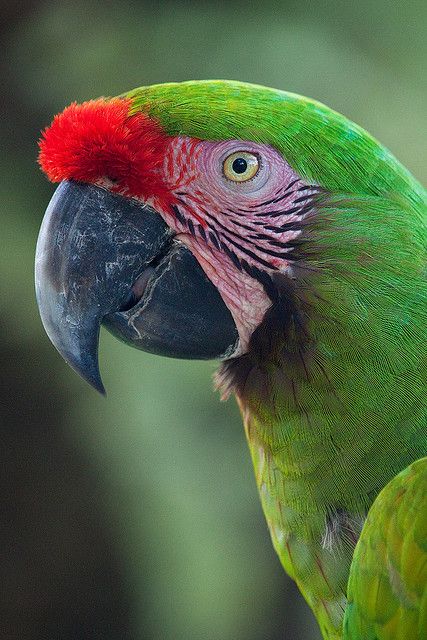 Great Green Macaw | @@ Green Macaw, Regard Animal, Parrots Art, Macaw Parrot, Parakeets, Rare Animals, Parrot Bird, Exotic Birds, Tropical Birds