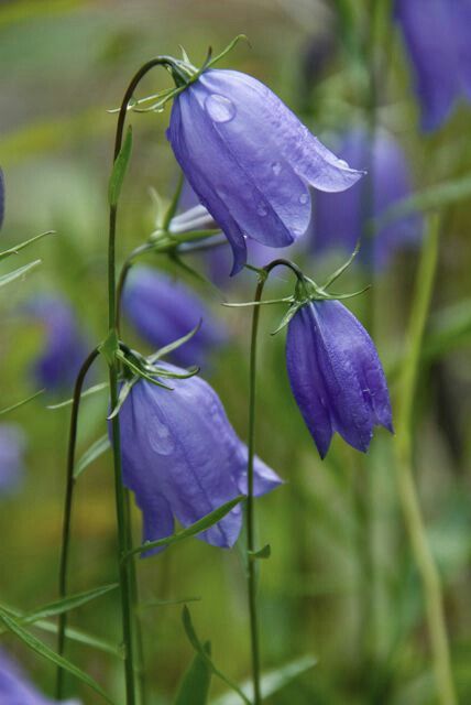 колокольчик Scottish Flowers, Flowering Perennials, Deco Floral, Arte Floral, Perennial Plants, Beautiful Blooms, Love Flowers, Flowers Photography, My Flower