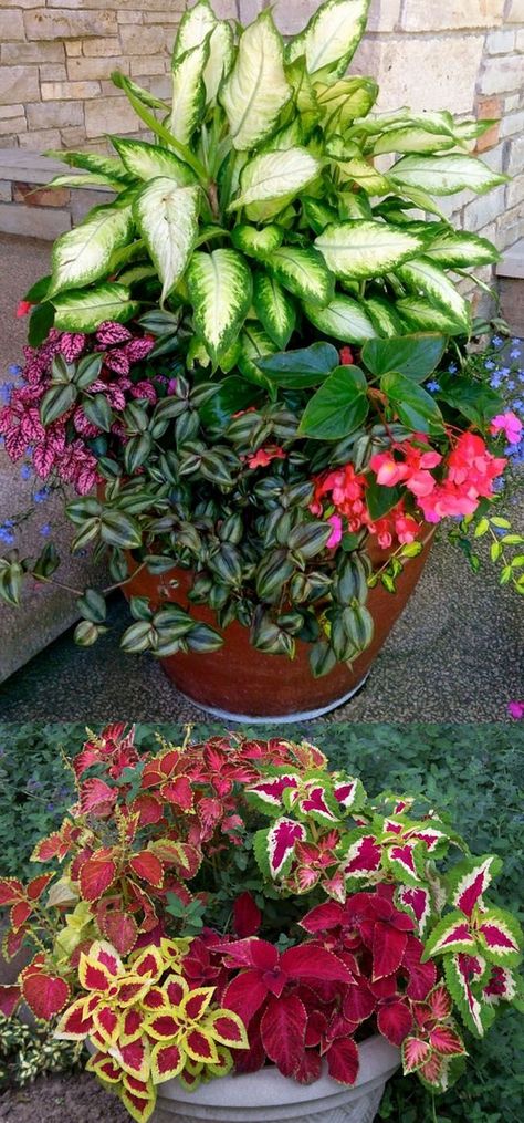 How to create beautiful shade garden pots using easy to grow plants with showy foliage and flowers. And plant lists for all 16 container planting designs! - aPieceofRainbow.com Basketball Cakes, Hipster Edits, Easy To Grow Plants, Tanaman Sukulen, Front Porch Flowers, Scene Bangs, Candida Recipes, Hair Spring, Shade Garden Design