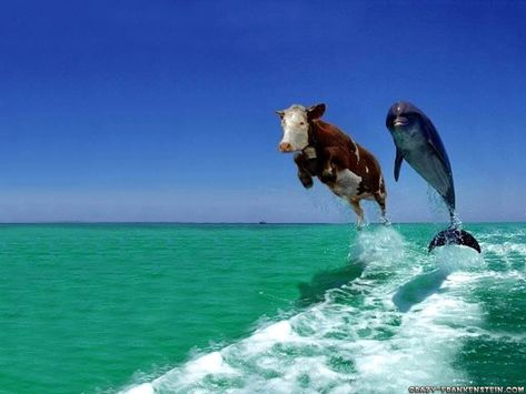 Funny Dolphin, Sea Life Creatures, Computer Wallpaper Hd, Wallpapers Nature, Cow Wallpaper, Amazing Wallpapers, Amazing Wallpaper, Funny Animals With Captions, Wallpaper Computer