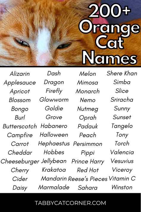 Good Orange Cat Names, Spooky Cat Names, Brown Cat Names, Orange Cat Names, Halloween Names For Cats, Cat Names List, Ginger Cat Names, Cat Names Funny, Black Cat Names