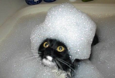 Ten Pictures of Cats in Bubble Baths That Will Make Anyone Smile Cats Quotes, Funny Cat Compilation, Koci Humor, Wet Cat, Funny Cat Memes, Funny Cat Pictures, Funny Cat Videos, Funny Animal Pictures, Crazy Cat Lady